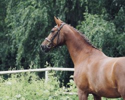 broodmare Electra Fox (Westphalian, 2001, from Ehrenwort)