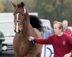 stallion Quarante 212 FIN (Holsteiner, 2016, from Quiran)