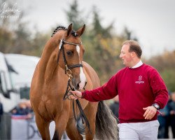 stallion Diemo (Holsteiner, 2016, from Dinken)