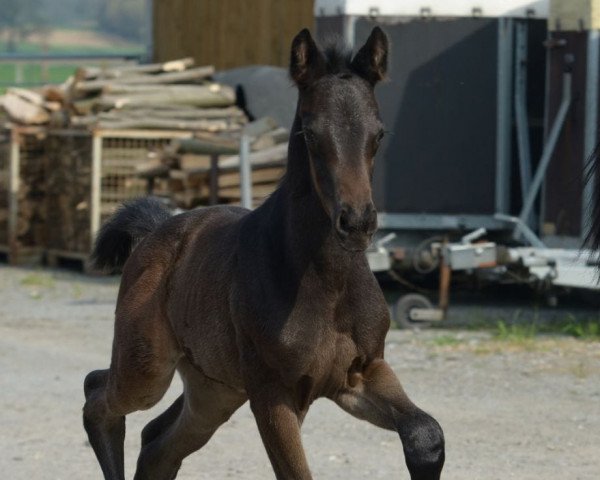 dressage horse Farah Diba H (Westphalian, 2018, from Florenz 71)