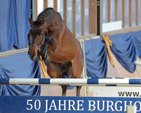 stallion Cellagon Cascais (German Sport Horse, 2015, from Colestus)