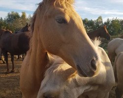 broodmare Rocinante (Quarter Horse, 2018, from Peppy Pocolena King)