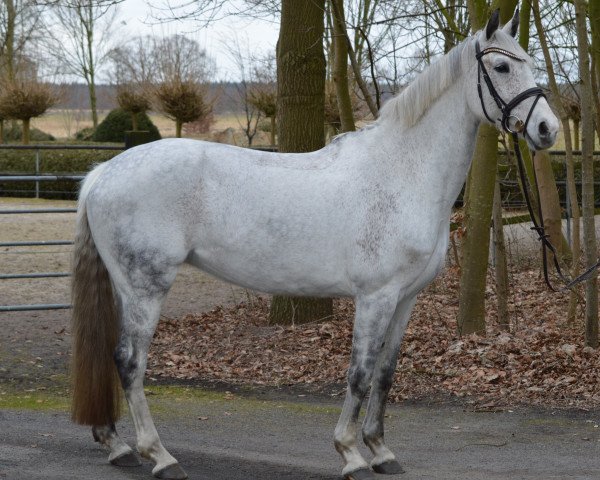 broodmare Ramina (Hanoverian, 2007, from Rascalino)