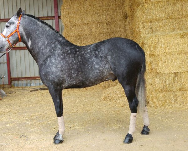 Pferd Romantico (Pura Raza Espanola (PRE), 2011)