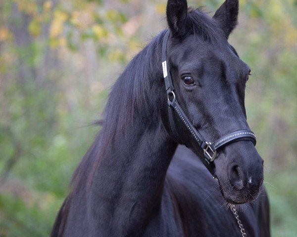 broodmare Fiorella KM (Rhinelander, 2005, from Future)