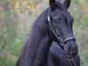 broodmare Fiorella KM (Rhinelander, 2005, from Future)