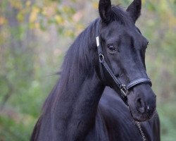 broodmare Fiorella KM (Rhinelander, 2005, from Future)