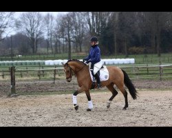 dressage horse Cipollini 4 (German Riding Pony, 2011, from Fs Coco Jambo)