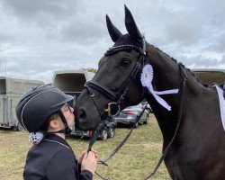 dressage horse Fürstenlady K (Westphalian, 2013, from Fürstenball)