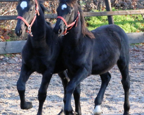 Pferd Mister & Black (Barockpinto, 2018, von Udo)