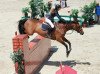 broodmare Bacatina (Oldenburg show jumper, 2003, from Caretino)