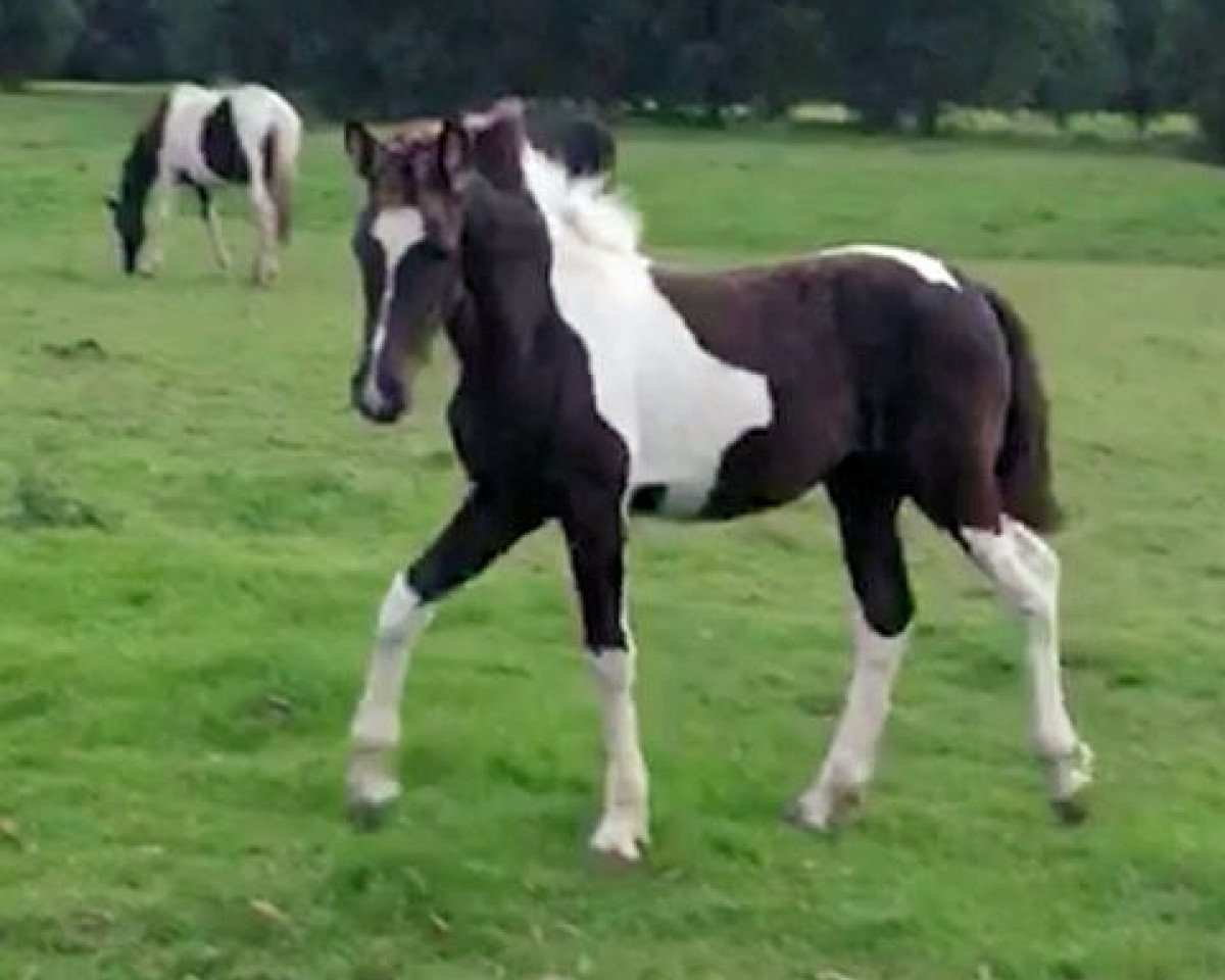 broodmare isabelle (Pinto, 2018, from Ewout)