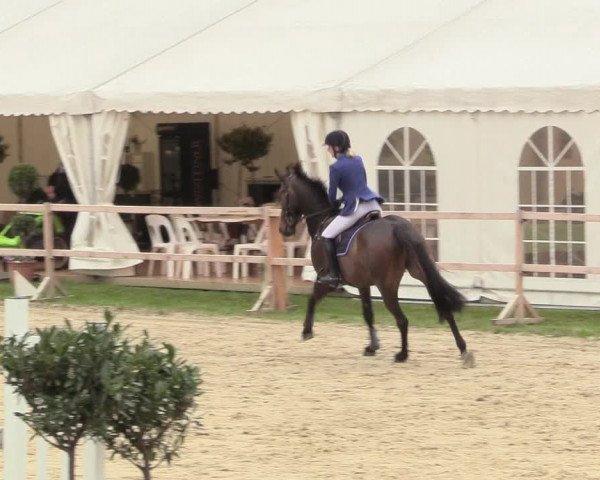 Reitturnier Niederbergheim 2017