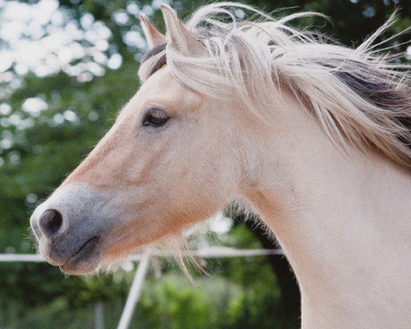 horse Gero (Fjord Horse, 2017, from Østerskov's Gulliver)