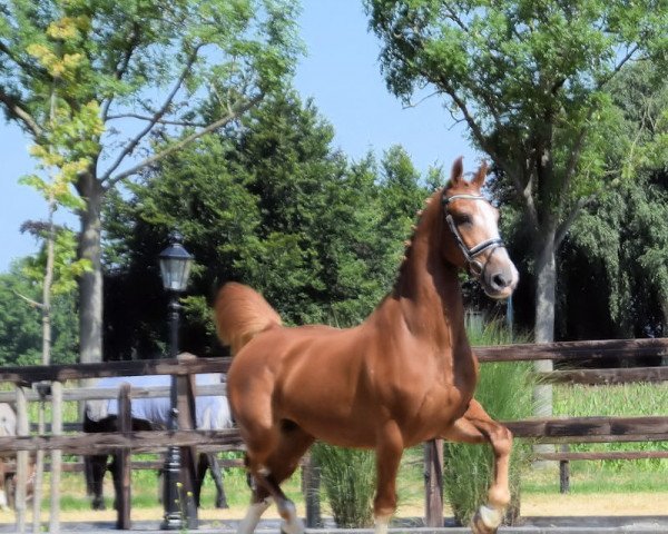 Pferd Arjan L (Koninklijk Warmbloed Paardenstamboek Nederland (KWPN), 2005, von Sirius)