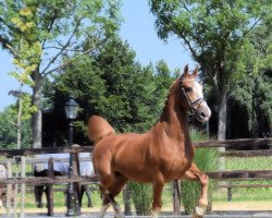 horse Arjan L (KWPN (Royal Dutch Sporthorse), 2005, from Sirius)