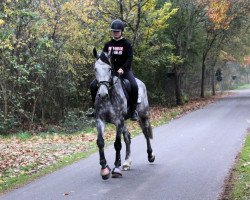 jumper Cavallo de la Vie z (Zangersheide riding horse, 2013, from Cascavados)