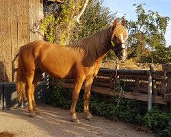 Pferd Silas (Haflinger-Mix, 2014, von SHEITAAN ox)