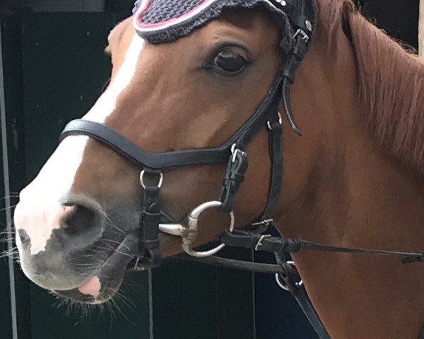 dressage horse Joy 397 (Welsh Partbred, 2009, from Heidehof's Don Diego)