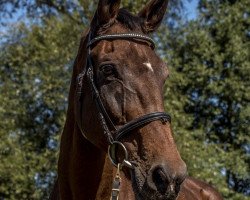 Zuchtstute Waldfee (Hessisches Warmblut, 1989, von Wendel)