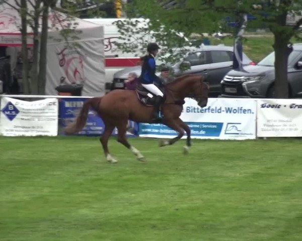 Reitturnier Greppin 2017