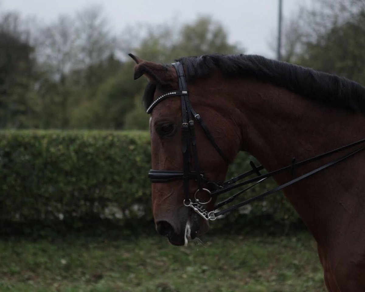 Zuchtstute Winny 177 (KWPN (Niederländisches Warmblut), 2003, von Jazz)