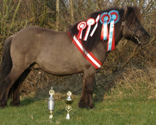 stallion Skovmosens Rustik (Shetland Pony,  , from Tranegildes Ivanhoe)