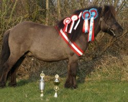 Deckhengst Skovmosens Rustik (Shetland Pony, 2008, von Tranegildes Ivanhoe)