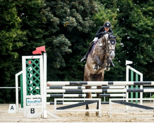 Springpferd Tipperary's Winni (Irish Sport Horse, 2016, von Killea Hill View)