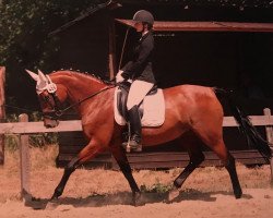 dressage horse Upper East (unknown, 2002)