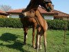 jumper Juvena (Mecklenburg, 2008, from Juventus)