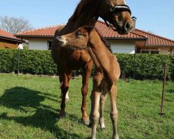 Springpferd Juvena (Mecklenburger, 2008, von Juventus)