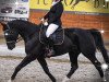 dressage horse Eldano Wb CH (Swiss Warmblood, 2013, from GB Escondido)