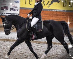 dressage horse Eldano Wb CH (Schweizer Warmblut, 2013, from GB Escondido)