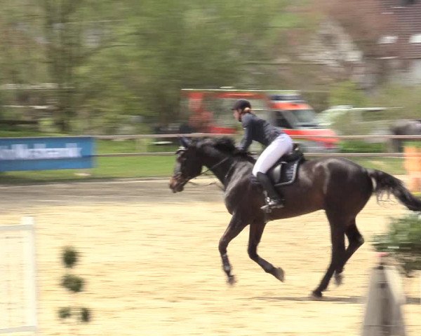 Reitturnier Niederbergheim 2017