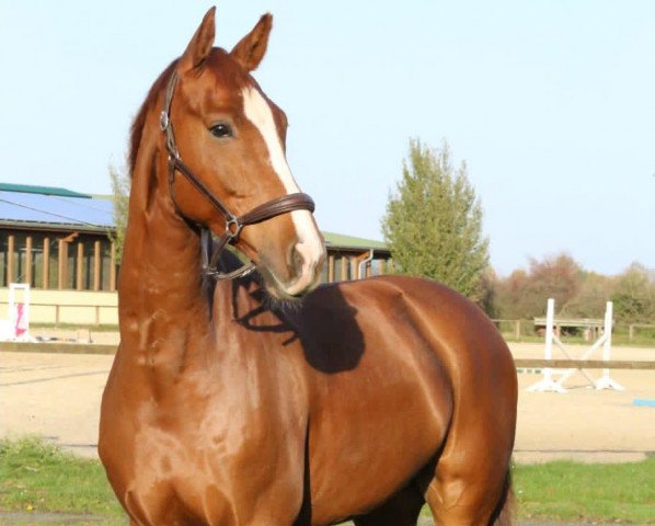 dressage horse Sammy de Luxe 20 (Westphalian, 2015, from Sir Heinrich OLD)
