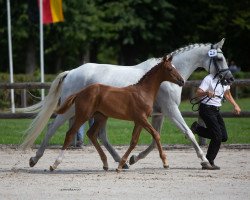 horse Goldgräfin (Trakehner, 2020, from Nice Dannon xx)