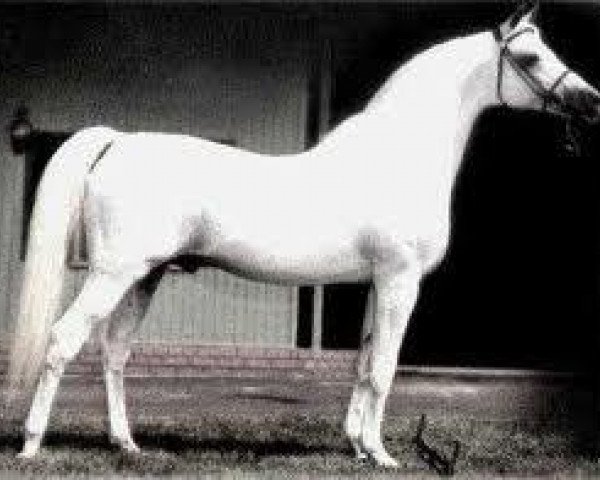 stallion Talal EAO (Arabian thoroughbred, 1957, from Nazeer 1934 RAS)
