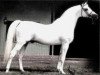 stallion Talal EAO (Arabian thoroughbred, 1957, from Nazeer 1934 RAS)