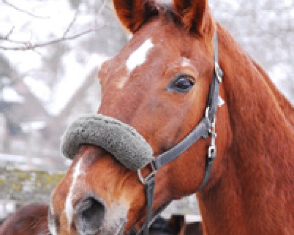 Zuchtstute Farah IX CH (Schweizer Warmblut, 1986, von Freischütz)