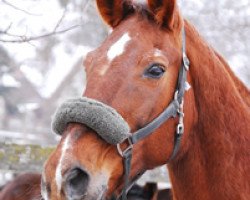 Zuchtstute Farah IX CH (Schweizer Warmblut, 1986, von Freischütz)