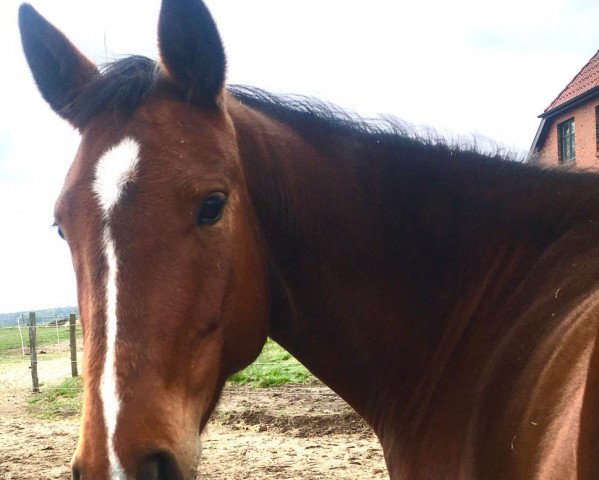 jumper Gloriana (Hanoverian, 2014, from Gandhi)