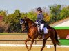 dressage horse Florencia Gold 3 (Hanoverian, 2011, from Florencio I)