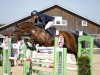 jumper Neugschwents Concordia (Oldenburg show jumper, 2013, from Comme il Faut)