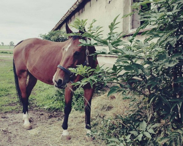 broodmare Taggi (Saxony-Anhaltiner, 1995, from Tiro)