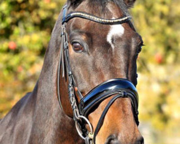 horse Veron (KWPN (Royal Dutch Sporthorse), 2002, from No Limit)