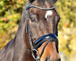 jumper Veron (KWPN (Royal Dutch Sporthorse), 2002, from No Limit)