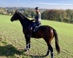 dressage horse Dargo (Hanoverian, 2012, from Destano)