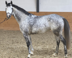 jumper Casablanca ZR (Hanoverian, 2016, from Cassus 2)