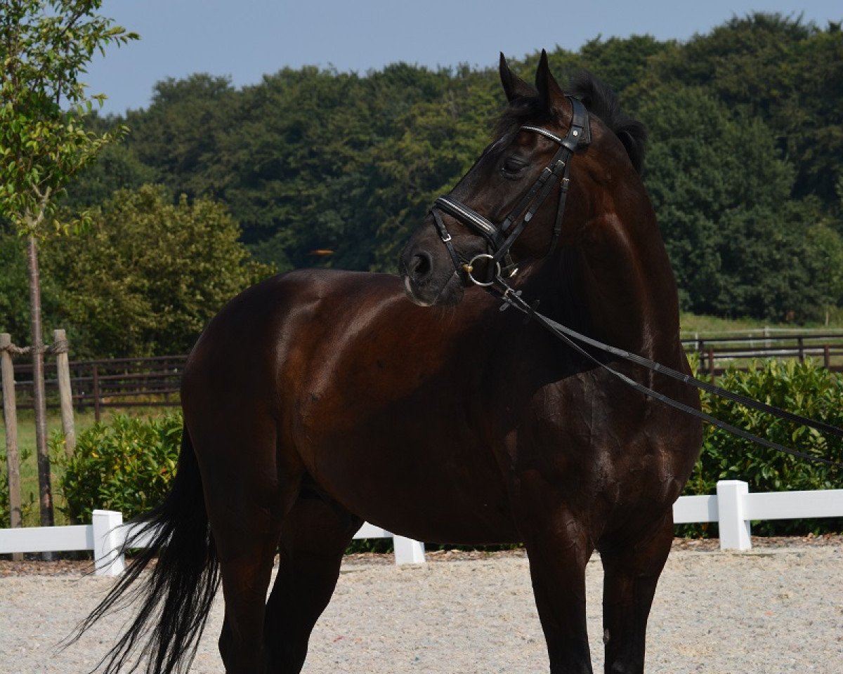 dressage horse Daim 12 (Hanoverian, 2008, from Diamond Hit)